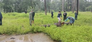सालको रुख काटिरहेको अवस्थामा लम्कीचुहा -३ बल्चौरमा एकजना पक्राउ