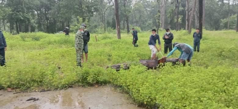 सालको रुख काटिरहेको अवस्थामा लम्कीचुहा -३ बल्चौरमा एकजना पक्राउ