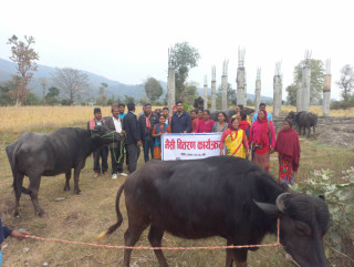 गोदावरी कृषि सहकारीद्धारा भैंसी वितरण