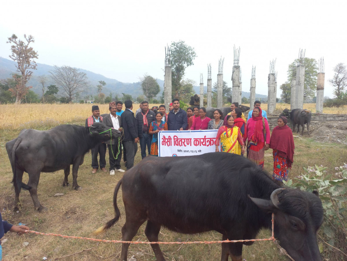 गोदावरी कृषि सहकारीद्धारा भैंसी वितरण
