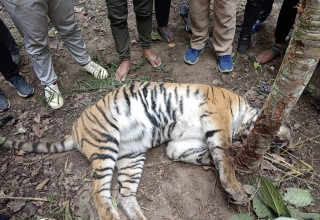 अमरावती सामुदायिक वन भित्र पाटे बाघ मृत फेला