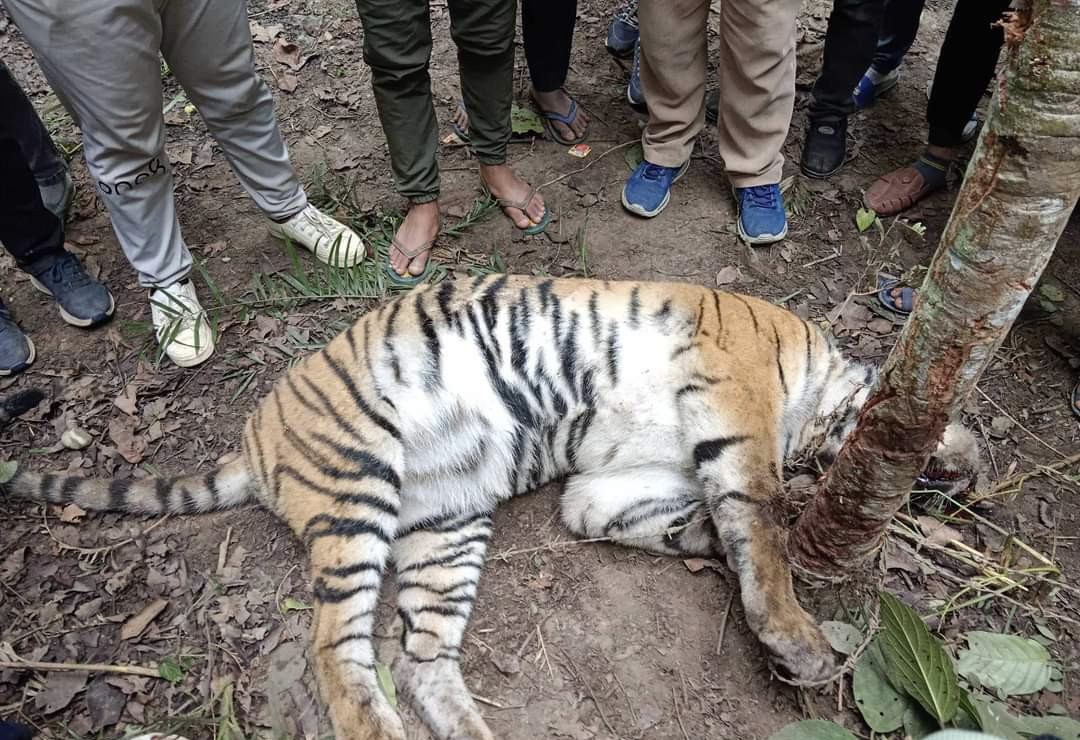अमरावती सामुदायिक वन भित्र पाटे बाघ मृत फेला