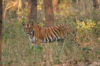 मोहन्याल - ७ मा बाघ आतंक / २ वटा बाख्रा मार्‍यो
